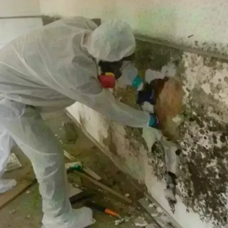 Mold Remediation and Removal in Cedar Hills, UT